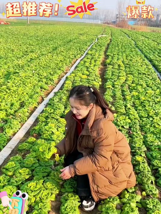 黄心菜