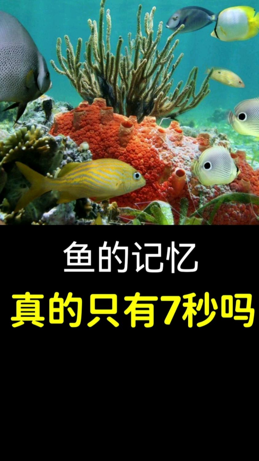 谁说鱼的记忆只有7秒?