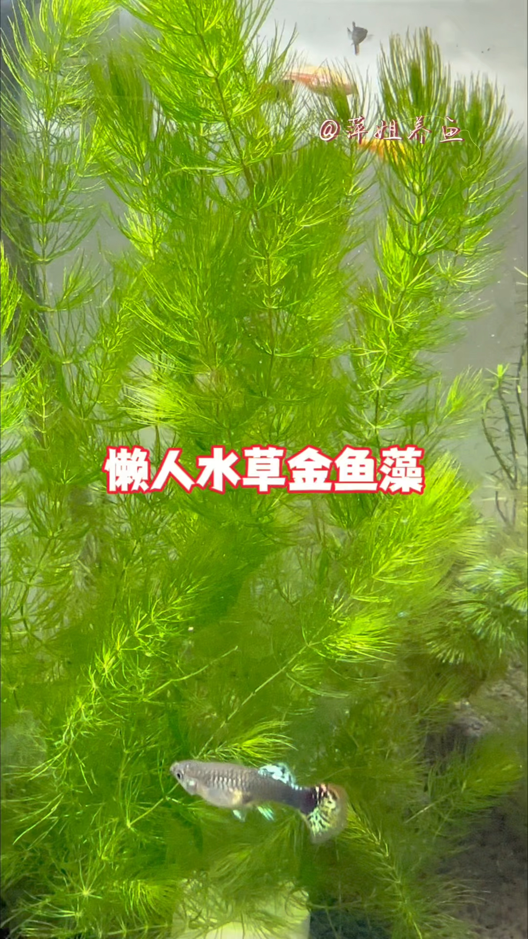 懒人水草之金鱼藻,无需种植可漂浮生长,无需氧气有水就能活#水族 #鱼缸里的大自然