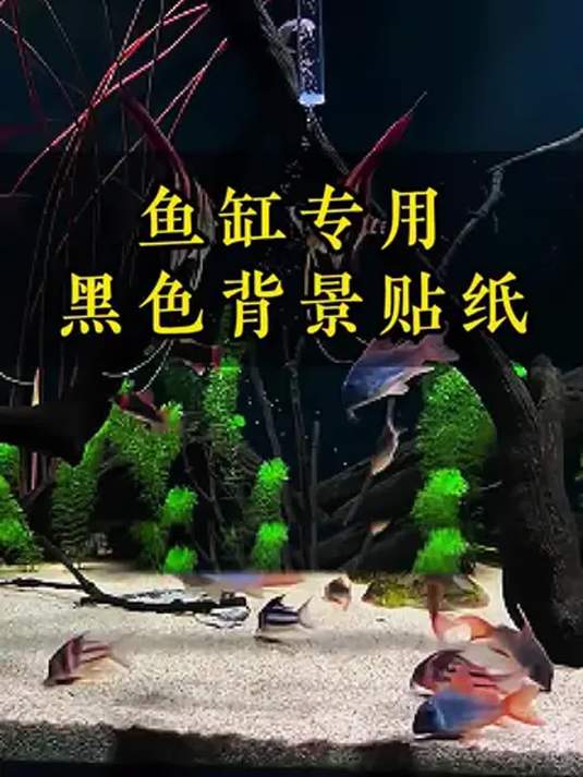鱼缸贴背景贴纸用处多?模拟水底助鱼发色防跳缸