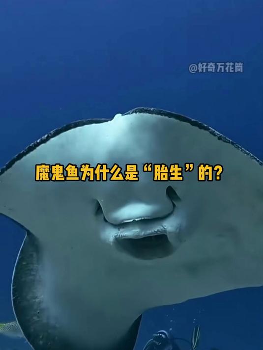 魔鬼鱼为什么是“胎生”的?