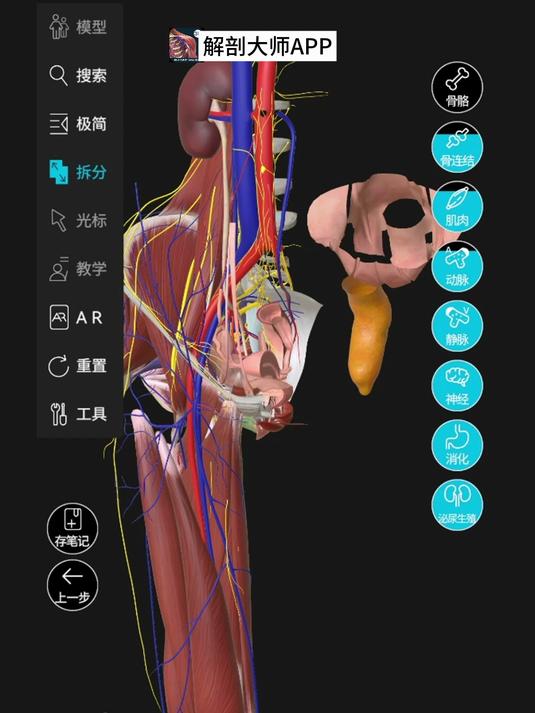 解剖大师:女性骨盆的学习