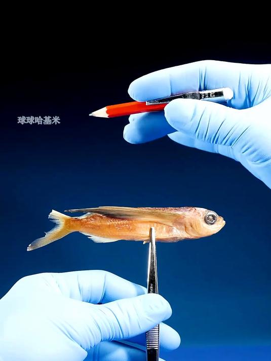 飞鱼是怎么飞的？