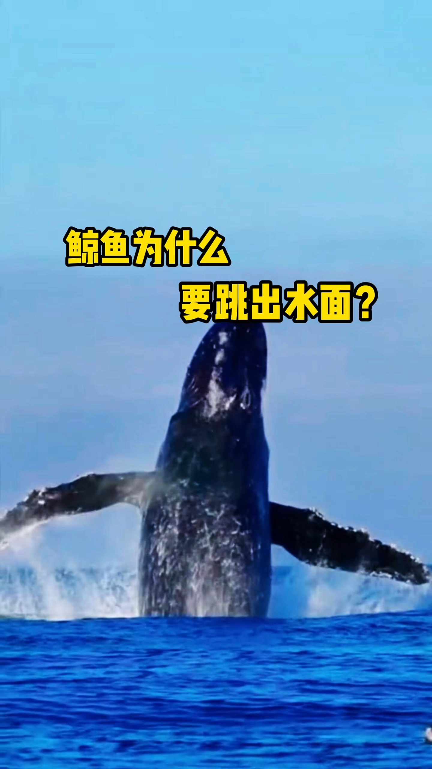 鲸鱼为什么要跳出水面?这可不仅仅是力量的展现。#鲸鱼 #跳出水面 #动物科普
