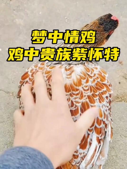 无数男人心中的梦中情鸡——紫怀特！咱们来了！