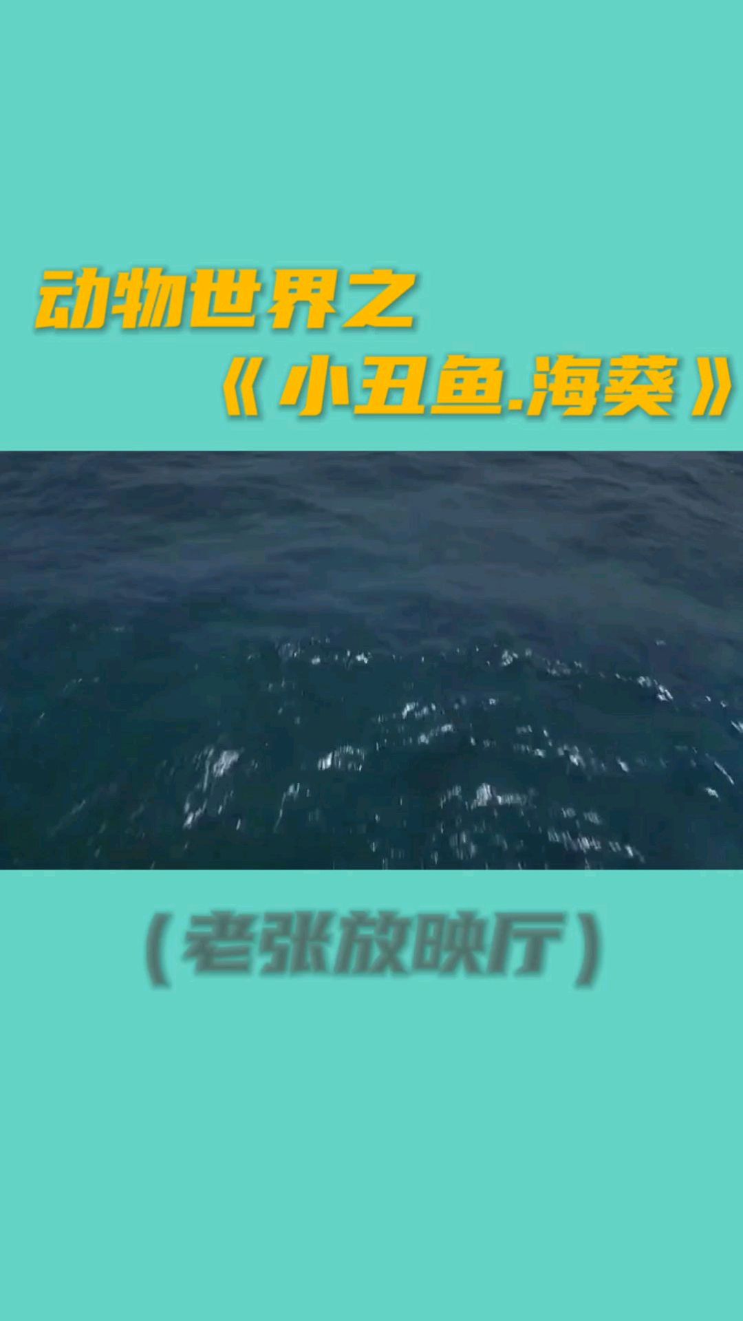 动物世界之《小丑鱼和海葵》