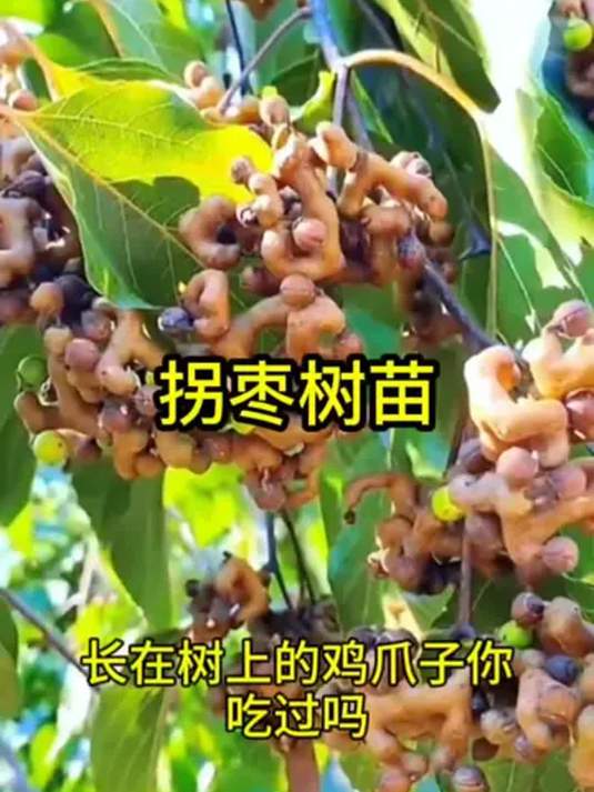 特大号拐枣苗 南北皆可种 阳台庭院口感佳