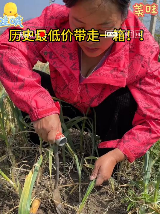 紫皮独头蒜炒菜特别香炒菜糖醋蒜腌腊八蒜都可以