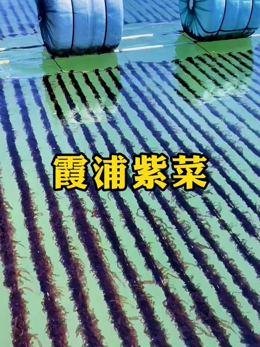 干净无沙免洗免撕的有机头水紫菜煮个汤
