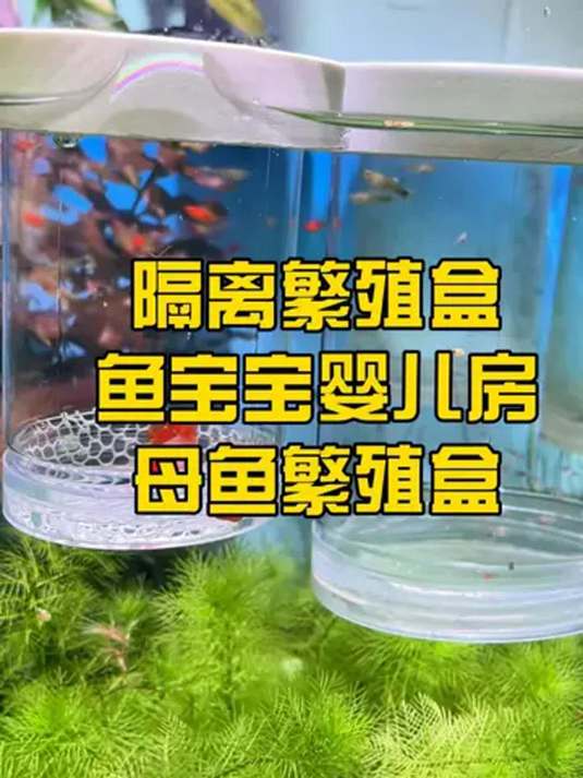 养孔雀鱼必备隔离盒,美观实用不伤鱼,助力繁殖