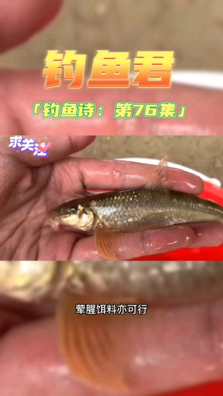 钓鱼君之钓鱼口诀:第76集(钓铜鱼)又名黄河鸽子鱼各位钓过吗?