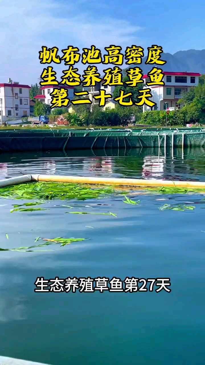 帆布池养殖草鱼第二十七天#高密度养殖#记录养殖生活 #农村创业养殖水产养殖 #草鱼养殖