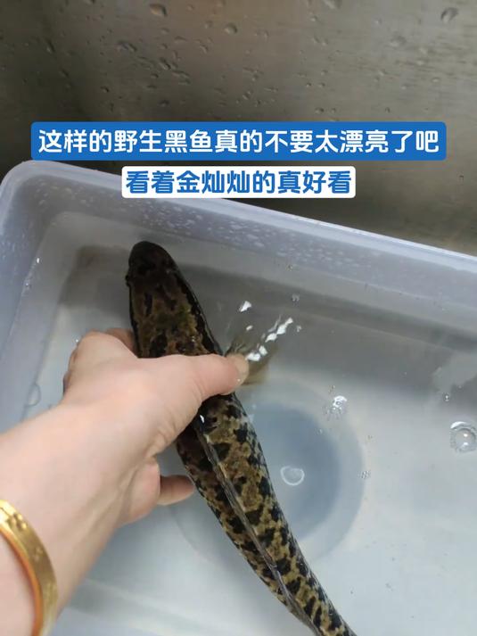 这样的野生黑鱼真的不要太漂亮了吧