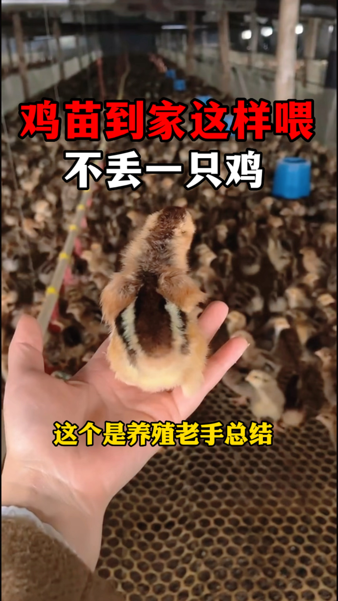 鸡苗到家这样喂,不丢一只鸡