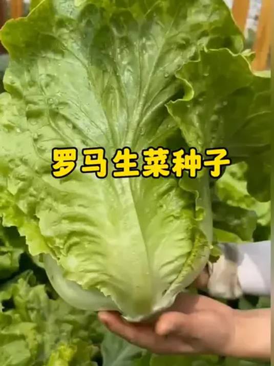 罗马生菜种植超简单,口感脆嫩,炒菜下饭超美味