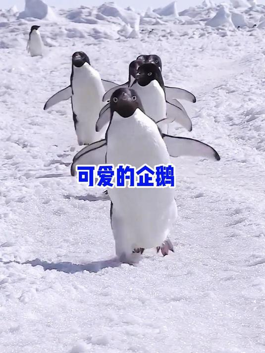 可爱的企鹅，把人类当兄弟了