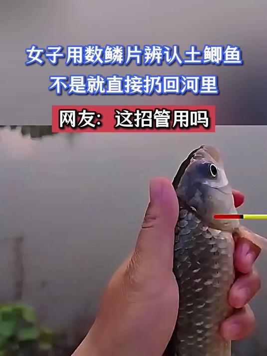 女子用数鳞片辨认土鲫鱼,不是就直接扔回河里