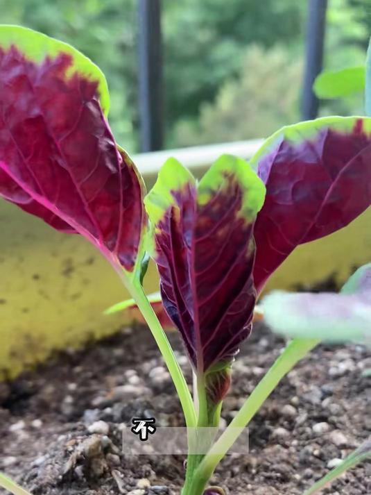 种菜新手福音!红苋菜籽不挑土,30天采收,嫩叶补血又补锌