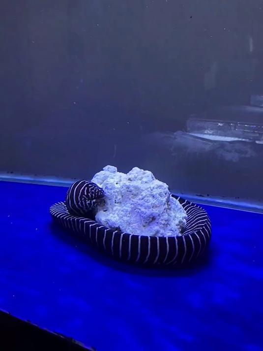 回顾下这条鲨鱼到时候的样子，还记得么，小小一条