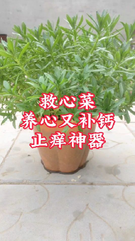 补钙?种点高钙菜,钙含量是牛奶的3倍,对心脏好,蚊子咬了还能止痒