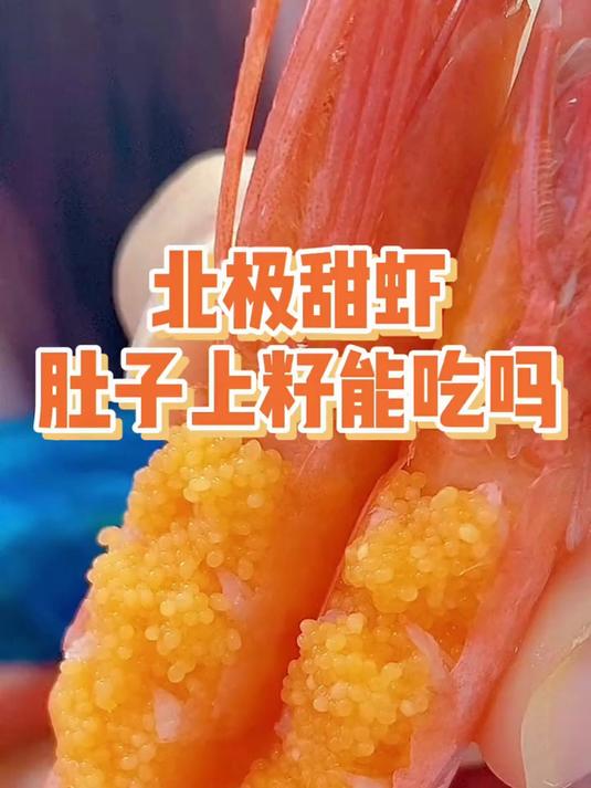 北极甜虾灵,鲜紧味无穷,甜绵韵无尽,虾韵灵