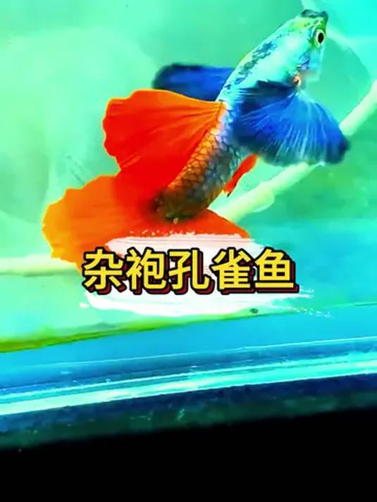 新手懒人养啥鱼?杂袍孔雀鱼,耐养能繁殖!