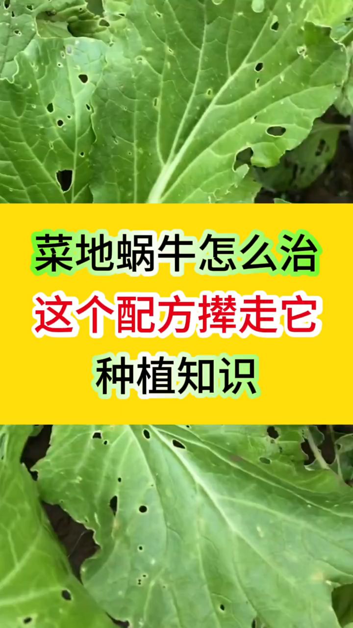 菜地蜗牛怎么治,这个配方撵走它