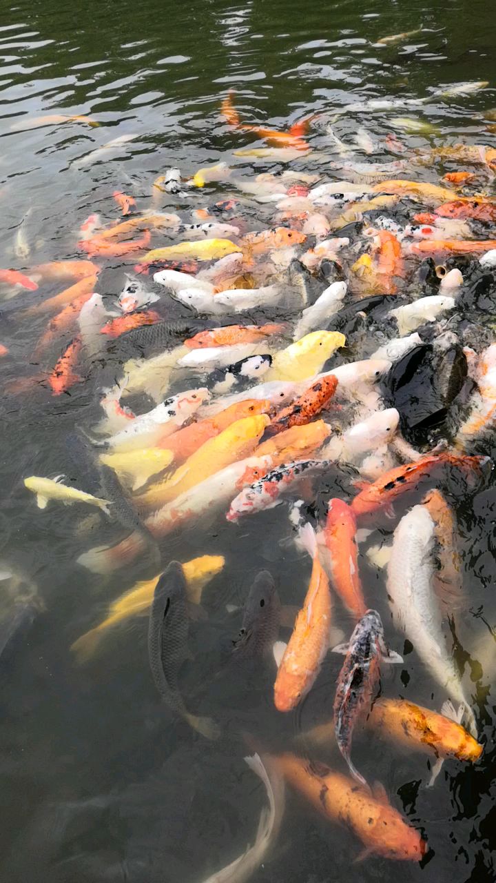 可爱的彩色金鱼