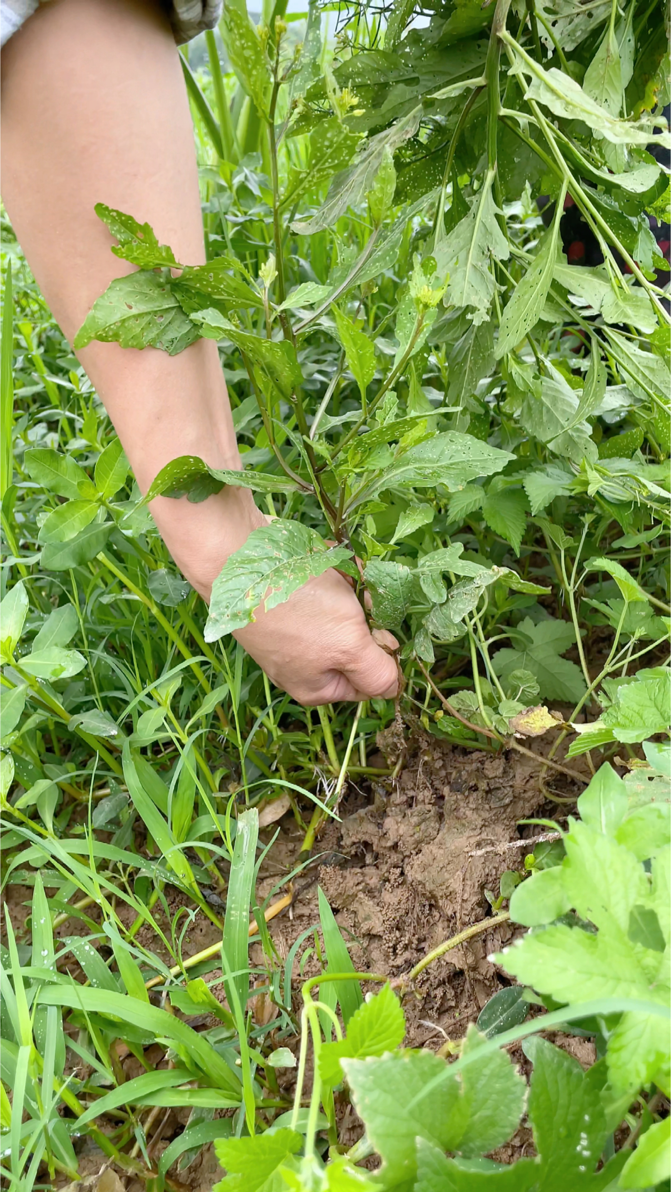 农村的“蔊菜”,遇见不要错过