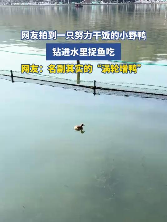 网友拍到一只努力干饭的小野鸭,钻进水里捉鱼吃,网友:名副其实的“涡轮增鸭”