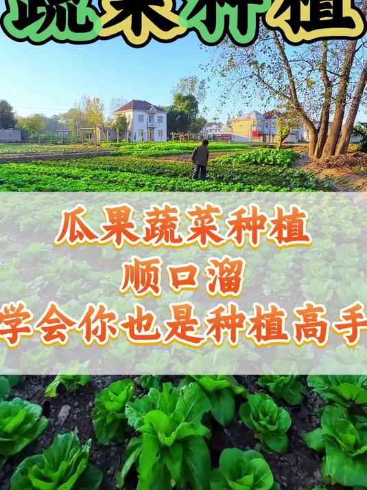 蔬菜口诀