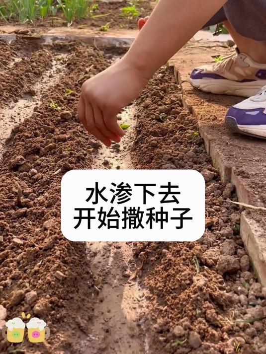 油麦菜不用买,自己在家也能种