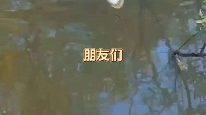 5月12日亚马逊里的食人鲳鱼1