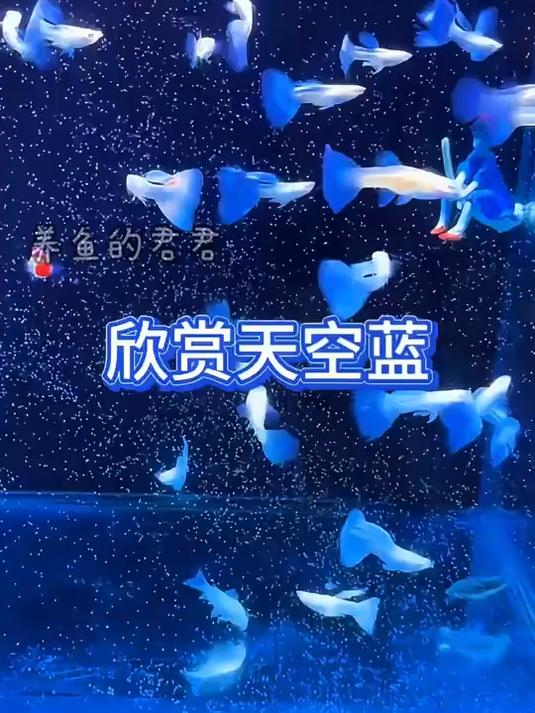 这个叫天空蓝孔雀鱼,又好看又好养,还特别能生!
