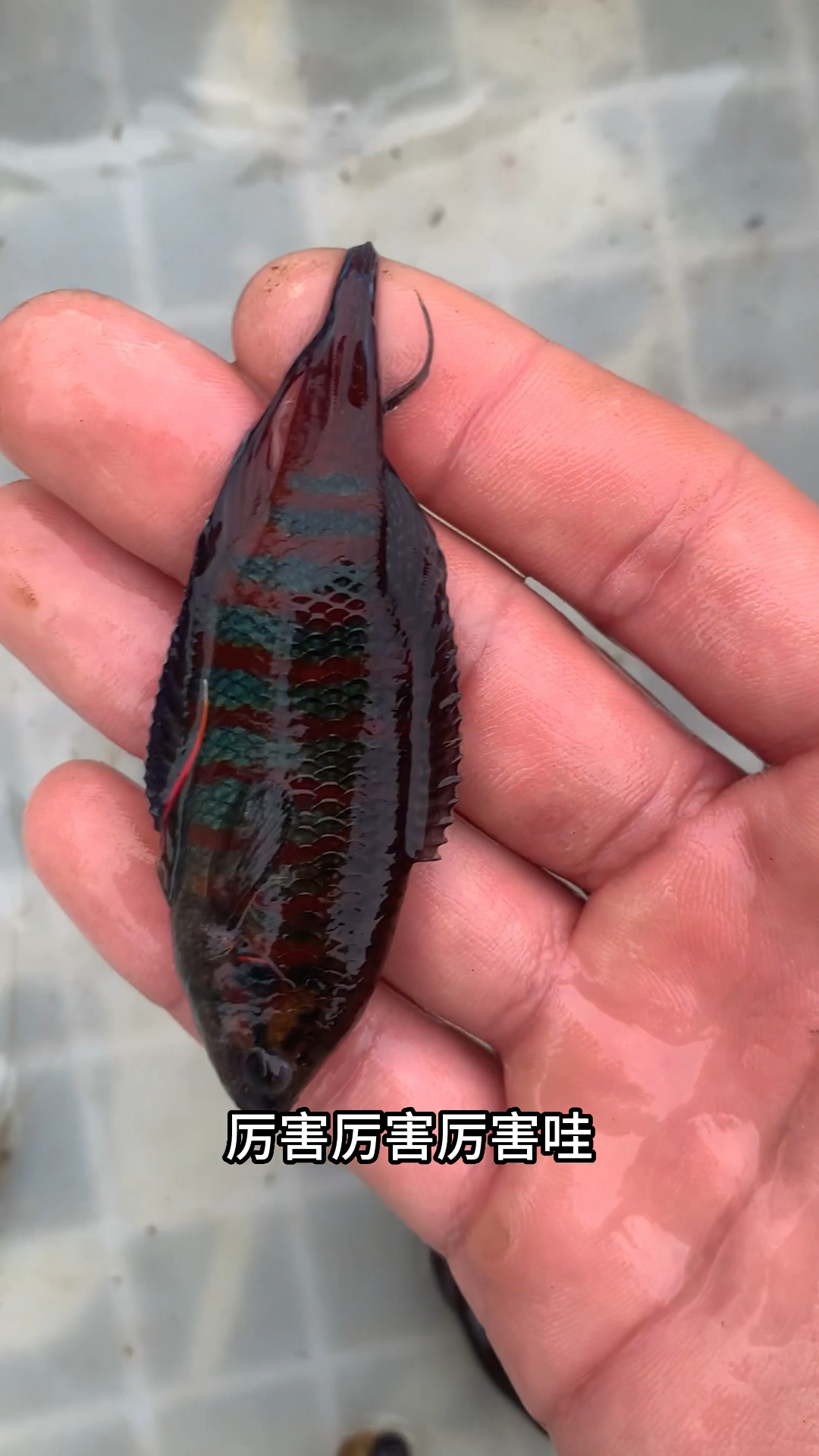 只需一个塑料瓶就能抓到你想要的大斗鱼!