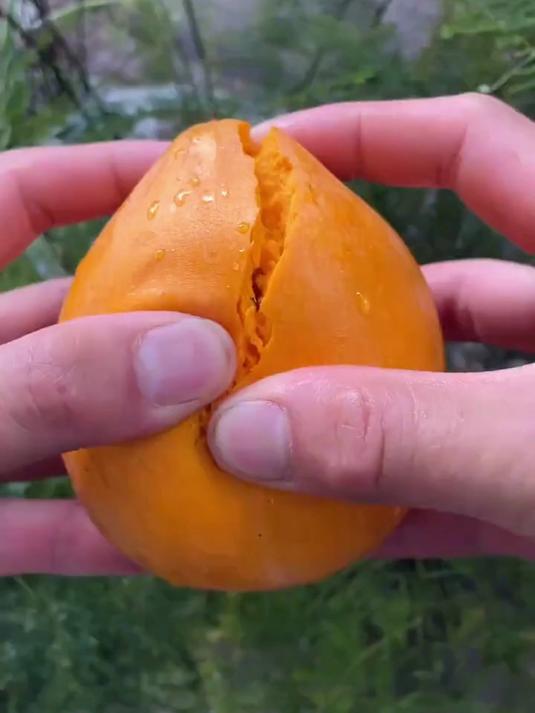 熟蛋黄果！软糯香甜核小肉厚，自然成熟，直接食用解馋佳果