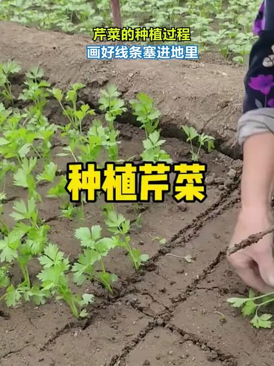 芹菜的种植过程 画好线条塞进地里