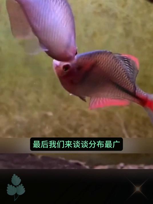 冬天新手养不死的几种冷水鱼