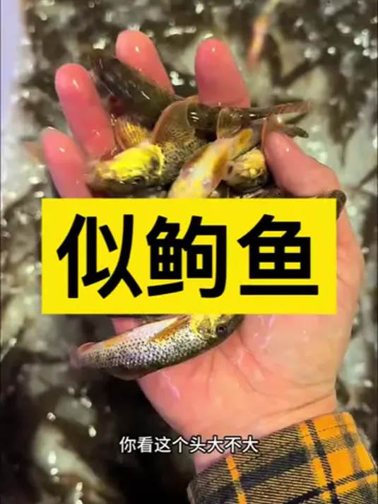 养似鱼做观赏,冷水环境怎么搞?实用技巧