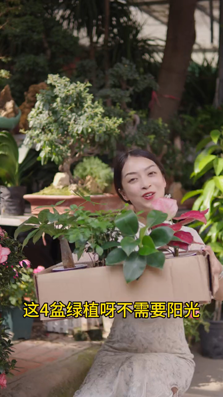 吉利红 发财树 九里香 金钻
