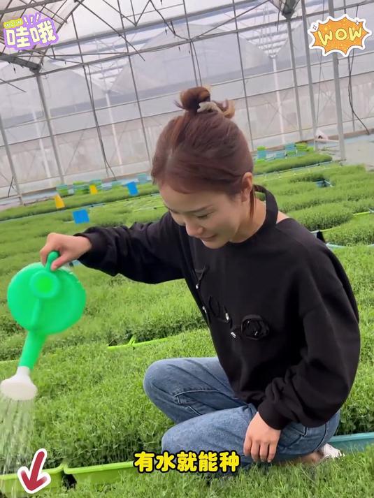 宁吃豌豆尖一口,不吃大白菜一筐,这个视频教你在家种豌豆尖吃