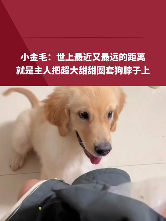 小金毛:世上最近又最远的距离,就是主人把超大甜甜圈套狗脖子上