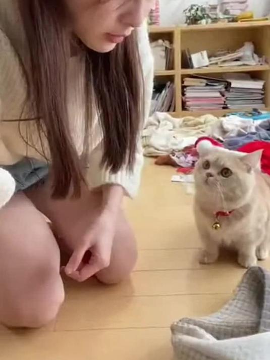 这只小猫的“对不起”表情比你想象的可爱15倍
