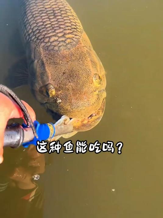 16种淡水鱼，你都吃过哪几种呀？