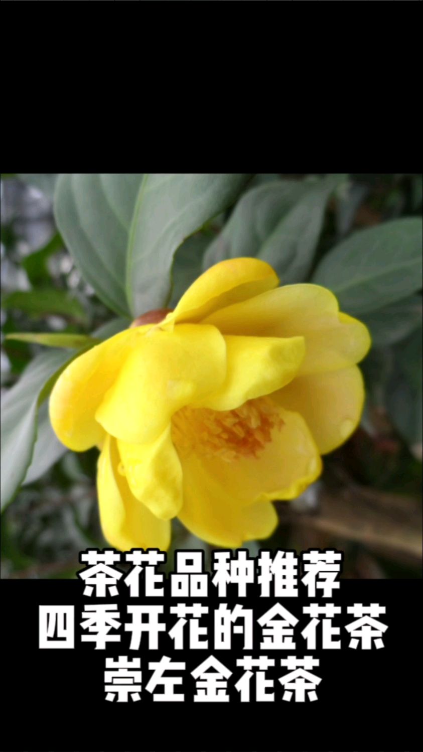 茶花品种推荐:四季开花的金花茶一一崇左金花茶