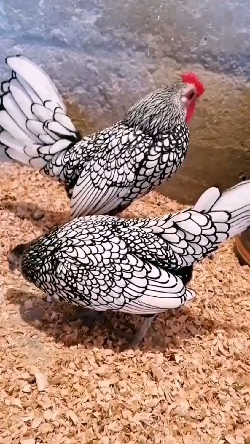 自带勾边,这个可好画了