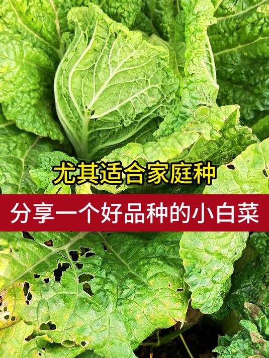 分享一个好品种的小白菜