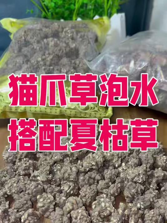 猫爪草搭配夏枯草 泡水 煮水#中医调理日常##熬夜党必备##中医养生##猫爪草泡水##猫爪