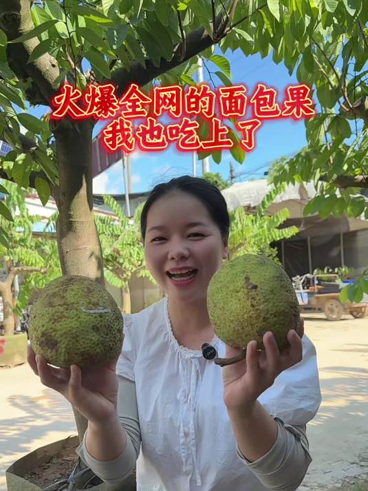 俗称长在树上的面包 果肉像乳酪一样 非常好吃 新品种 面包果