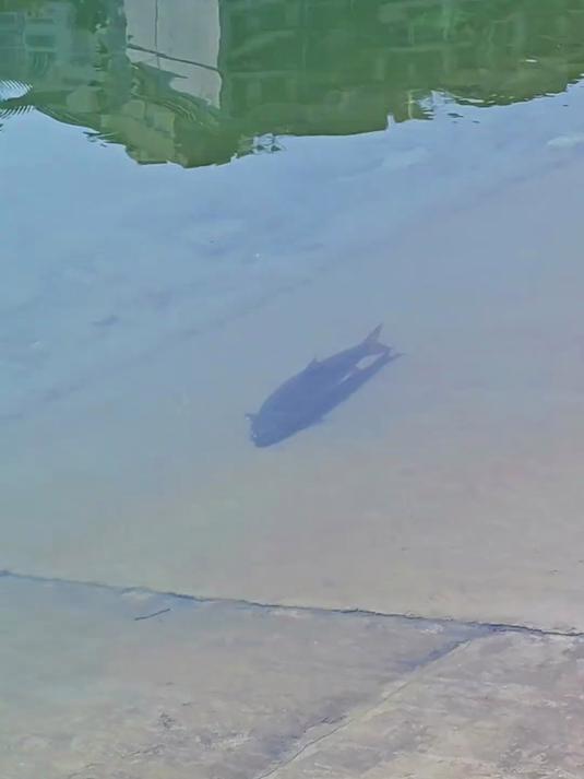 新年第一天逛银江湖，我还说连餐餐鱼都没有看见一条